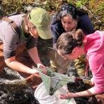 Students collecting dragonfly larvae samples
